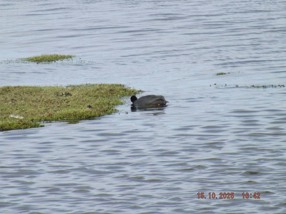 Red-gartered Coot - ML643610920