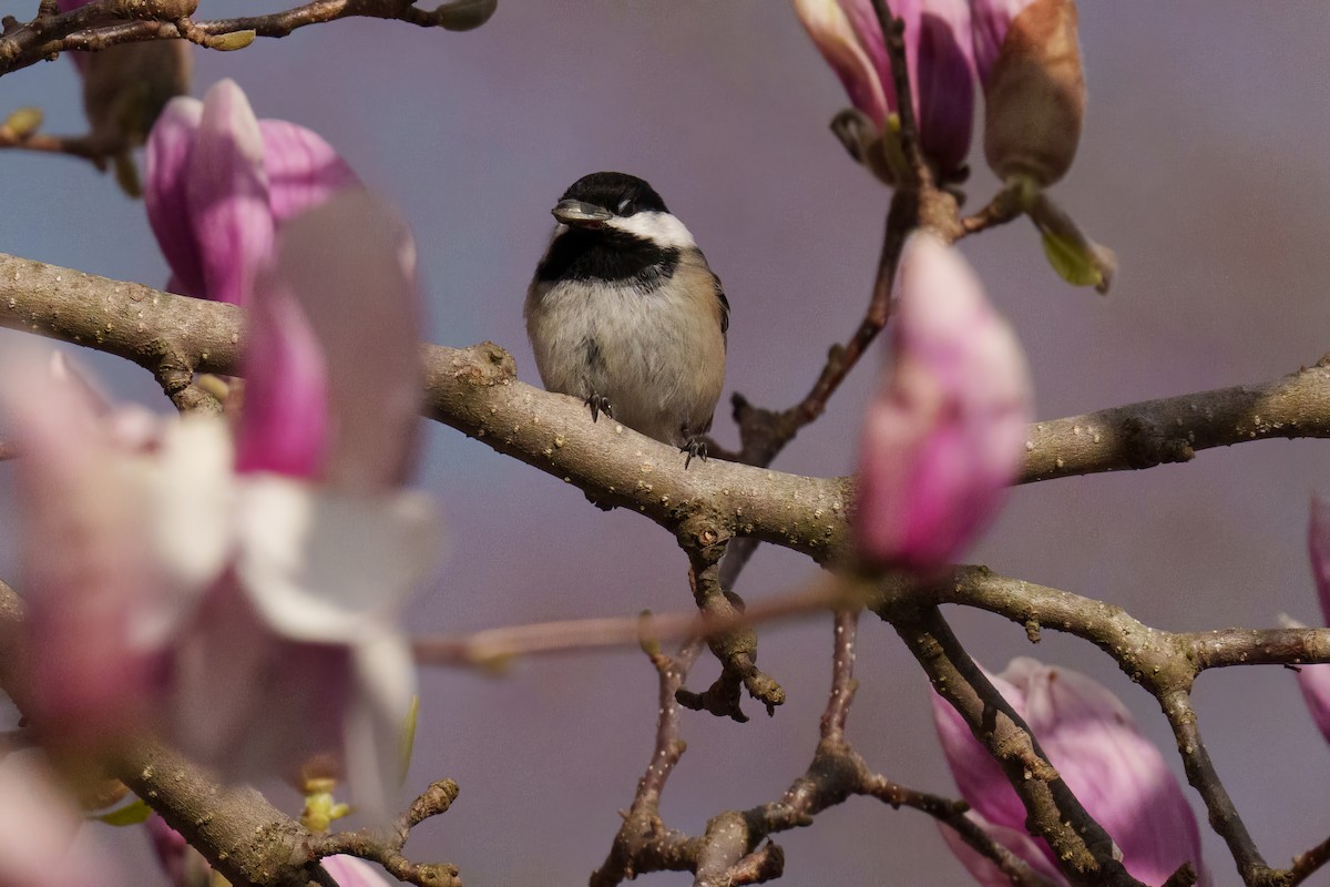 Black-capped Chickadee - ML643610921
