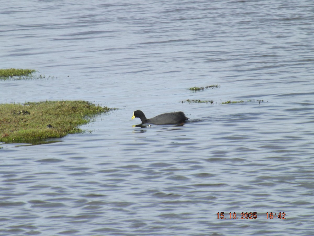 Red-gartered Coot - ML643610922