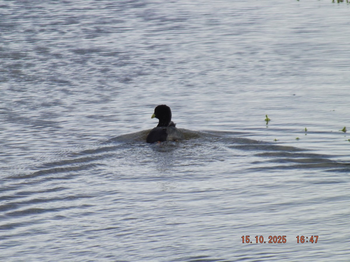 Red-gartered Coot - ML643610923