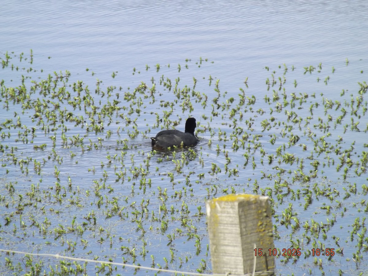 Red-gartered Coot - ML643610924