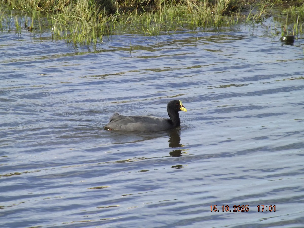 Red-gartered Coot - ML643610925