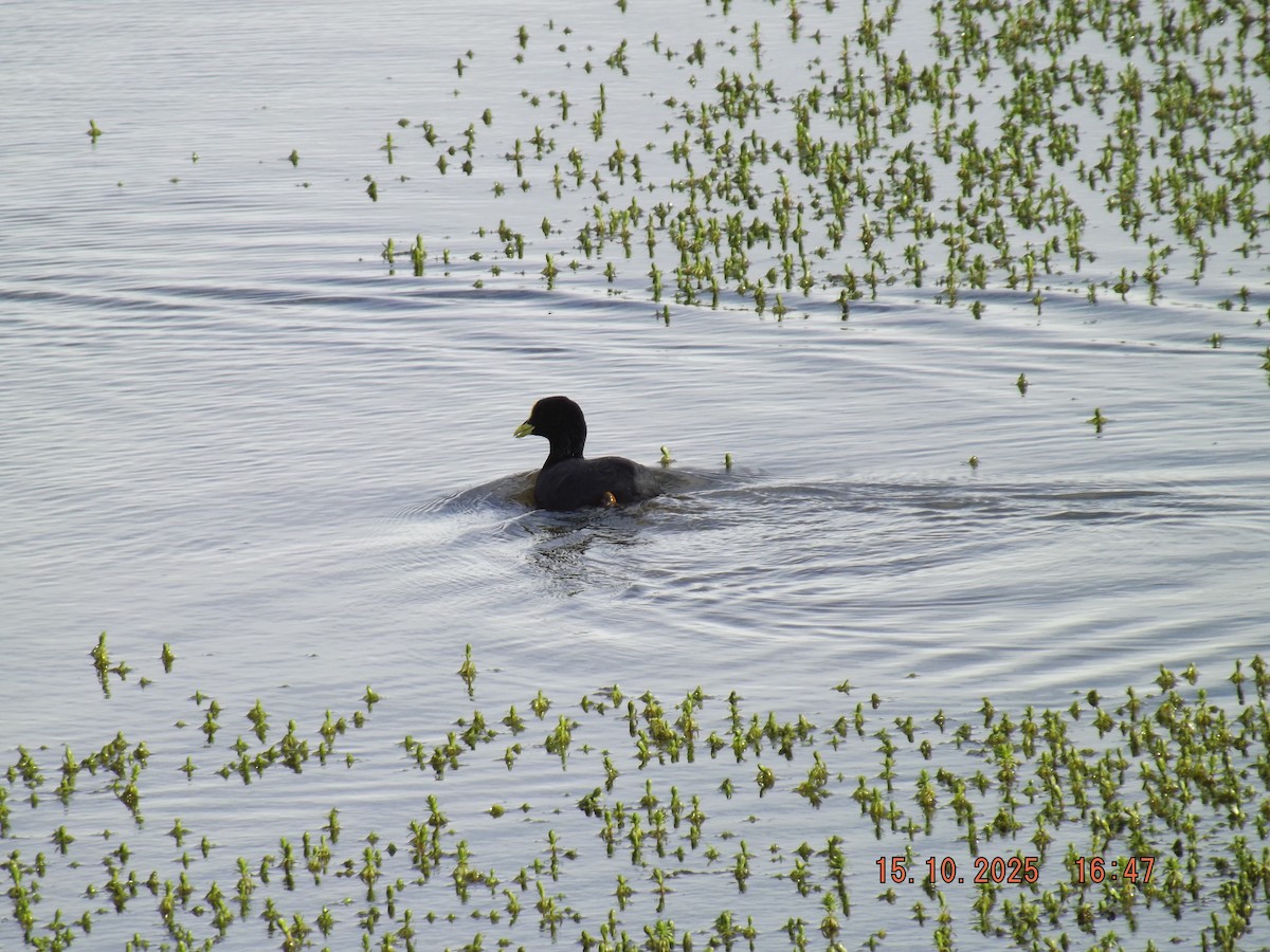 Red-gartered Coot - ML643610926