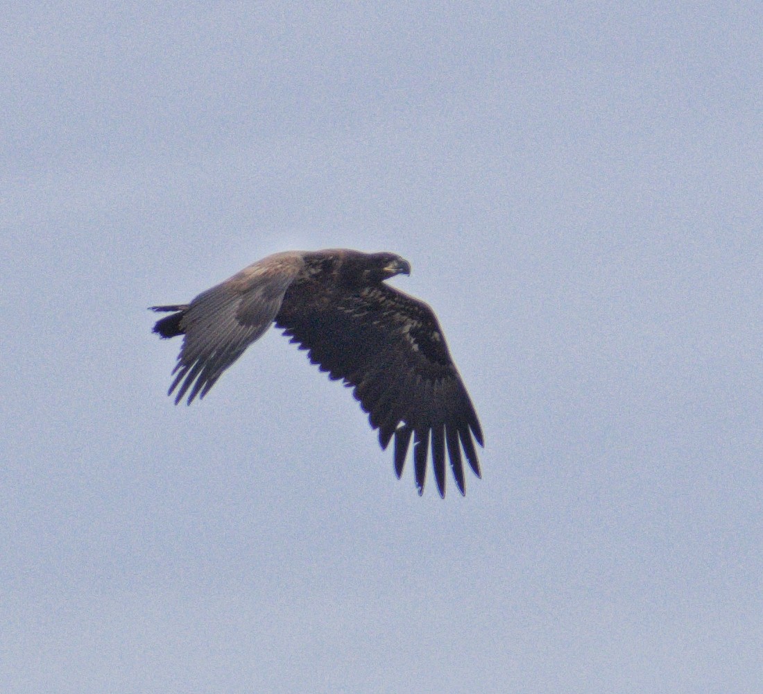 Bald Eagle - ML643610928