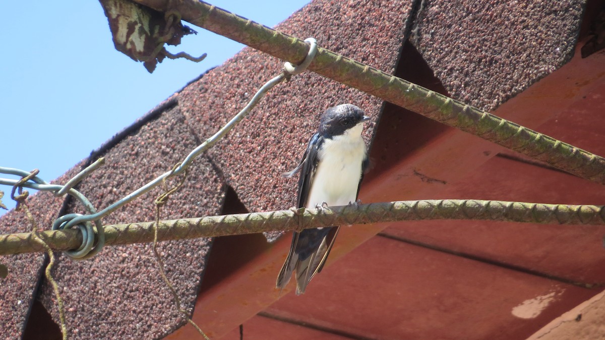 Blue-and-white Swallow - ML643610934
