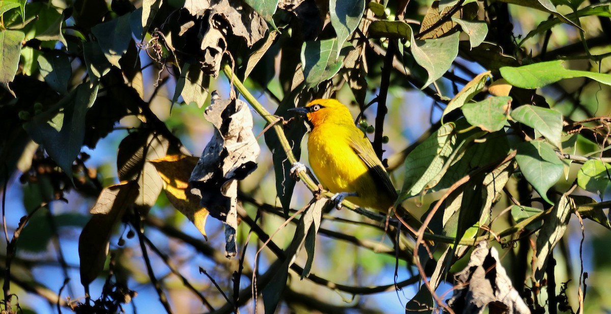 Spectacled Weaver - ML643610937