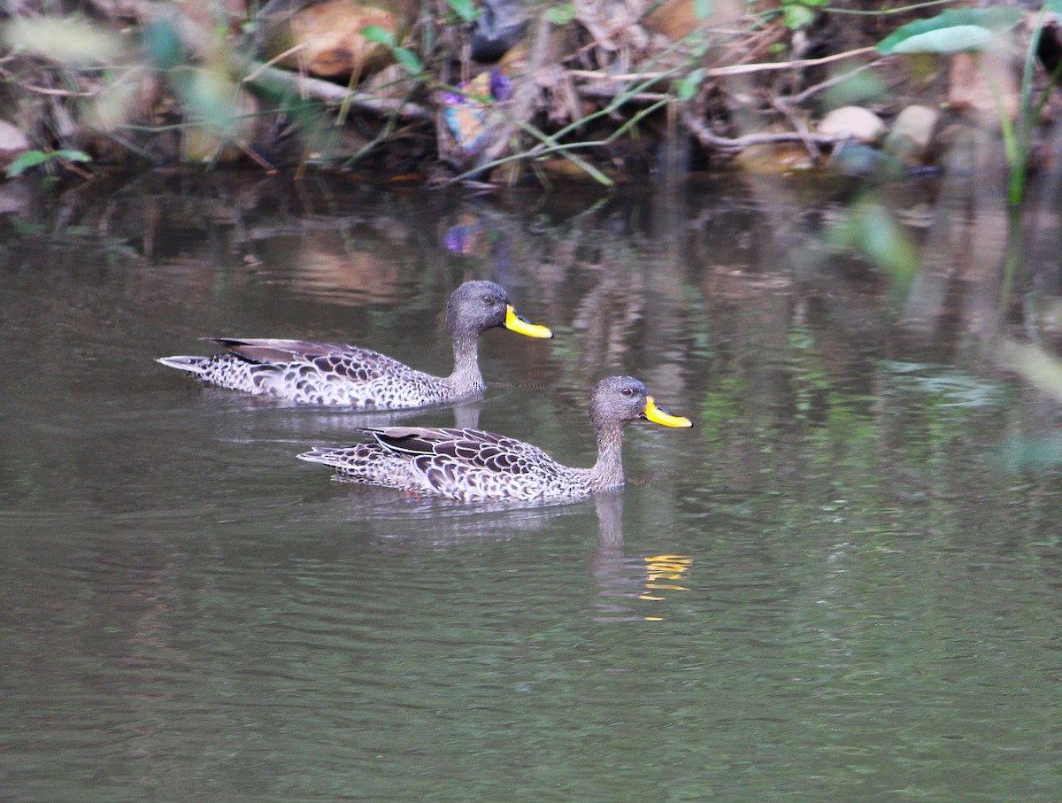 Yellow-billed Duck - ML643610938