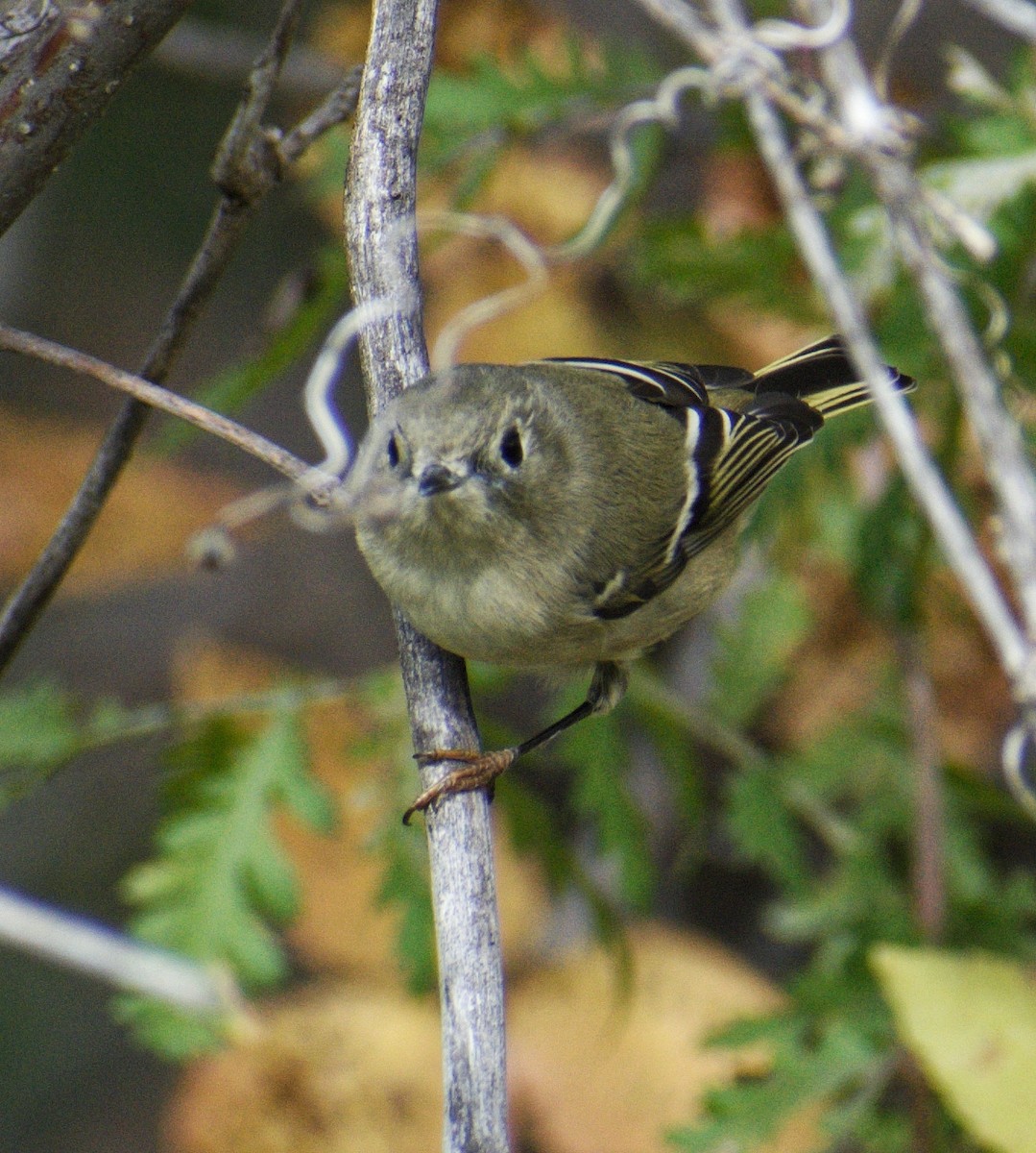 Ruby-crowned Kinglet - ML643610956
