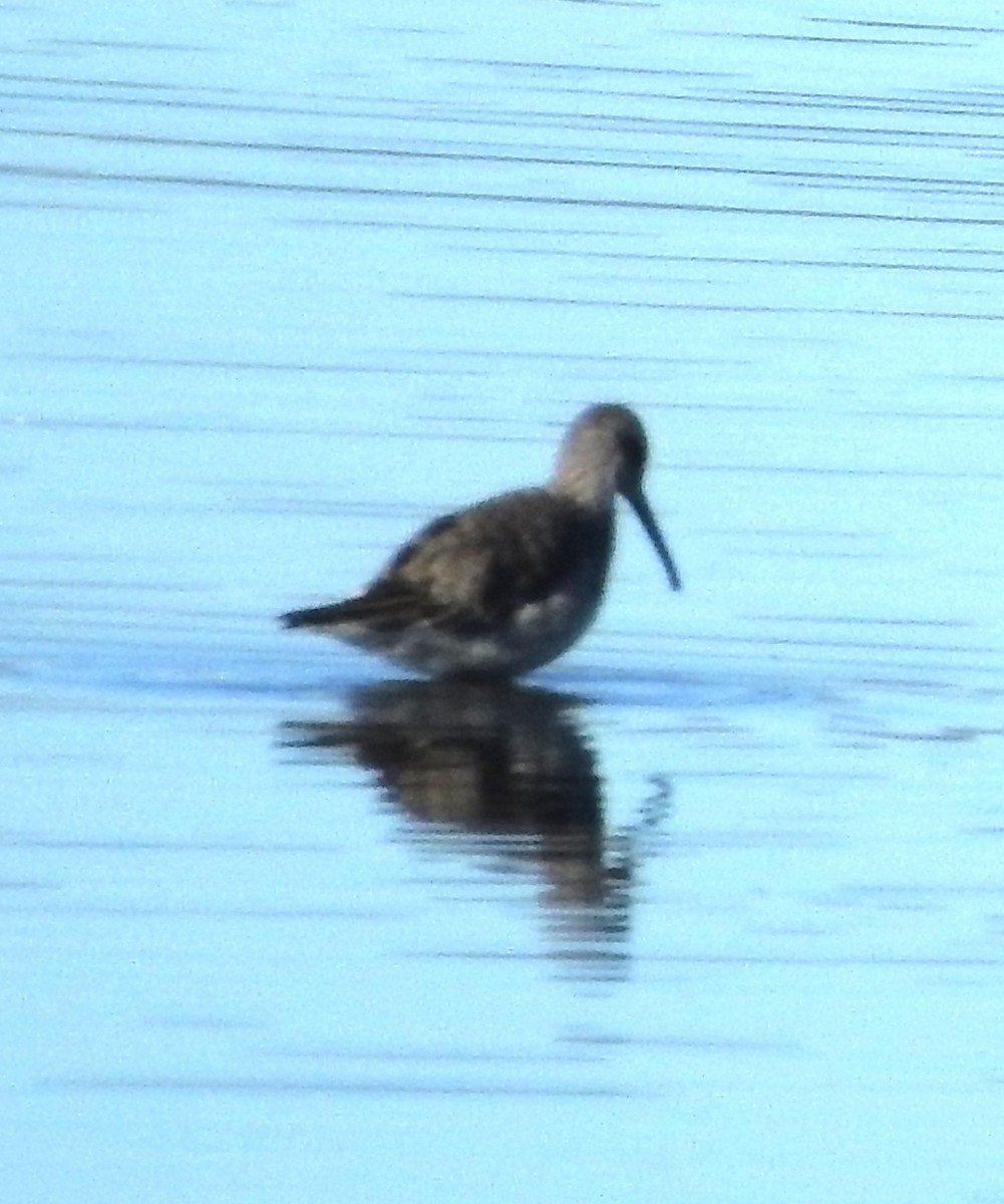 Stilt Sandpiper - ML643610960