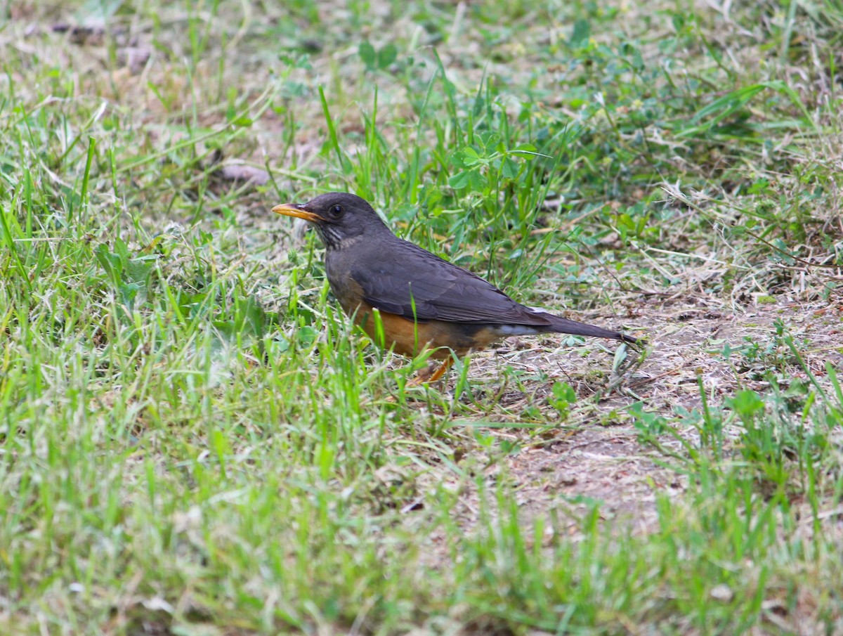 Olive Thrush - ML643610983