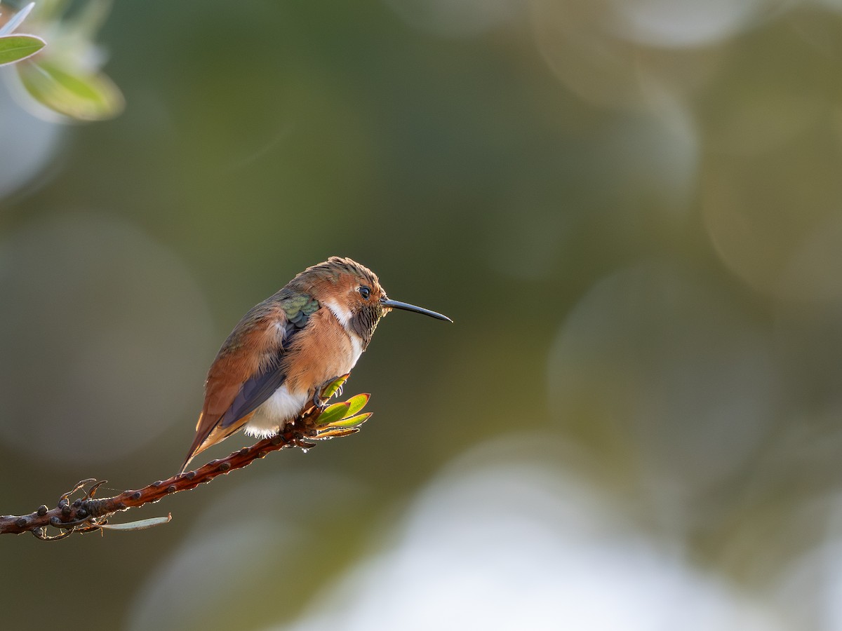 Allen's Hummingbird - ML643610994