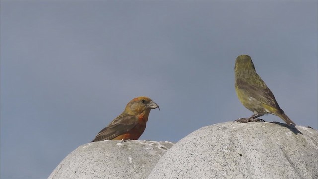 Red Crossbill - ML643611015