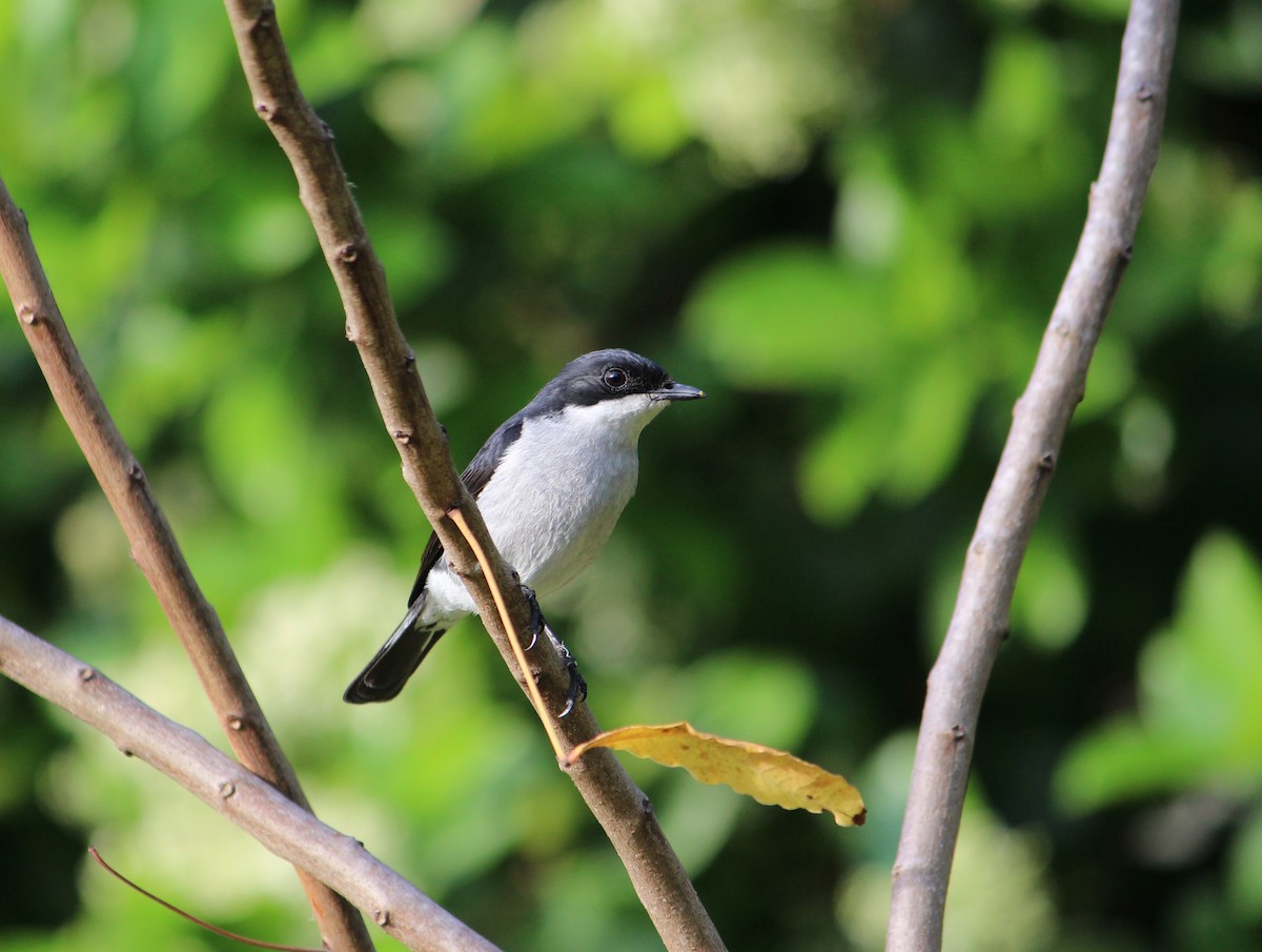 Fiscal Flycatcher - ML643611023