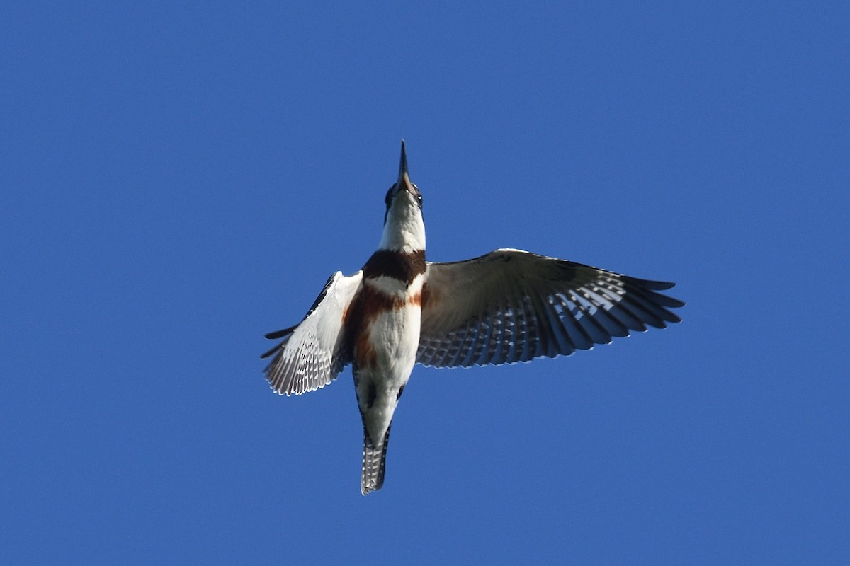 Belted Kingfisher - ML643611032