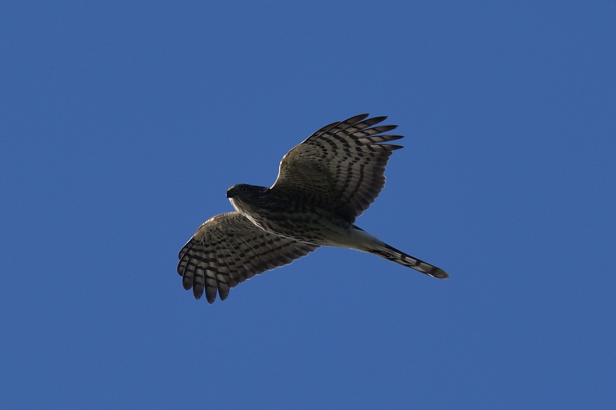 Sharp-shinned Hawk - ML643611041