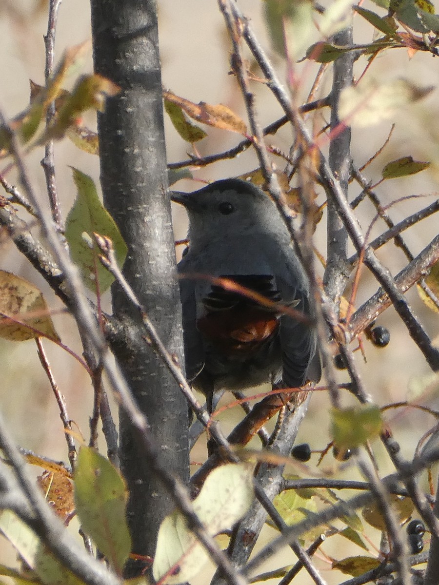 Gray Catbird - ML643611044