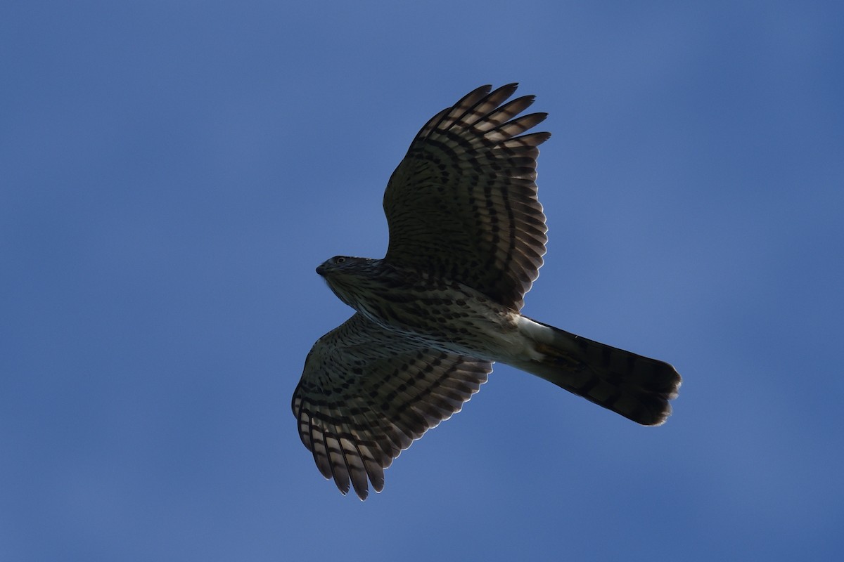 Sharp-shinned Hawk - ML643611046