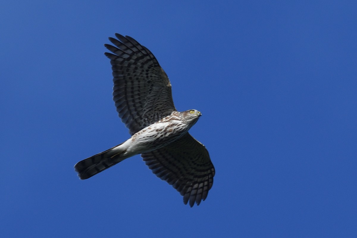 Sharp-shinned Hawk - ML643611049