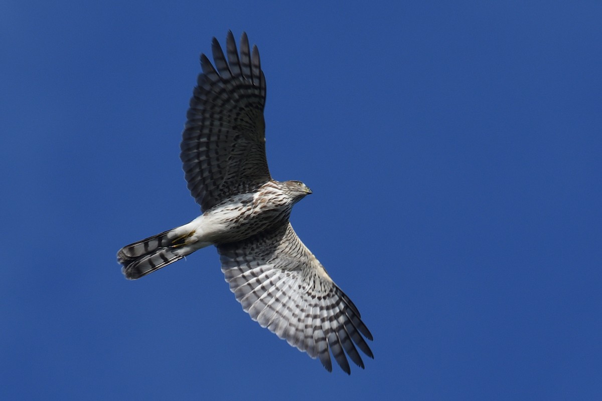 Sharp-shinned Hawk - ML643611054
