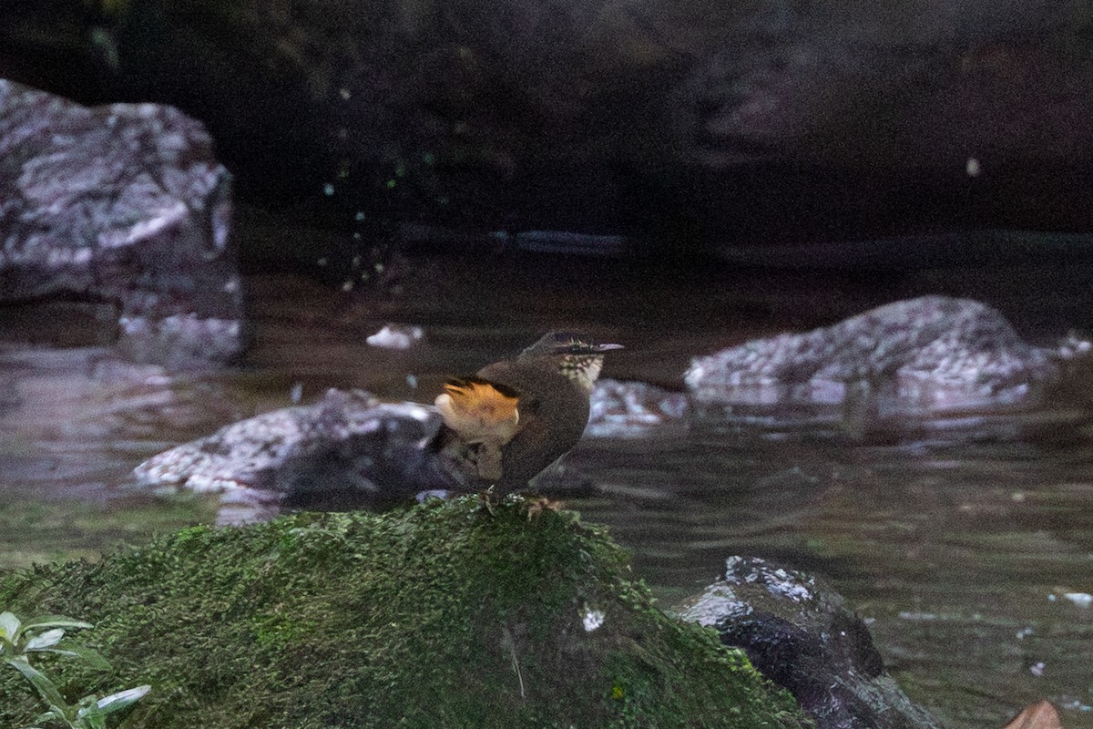 Buff-rumped Warbler - ML643611081
