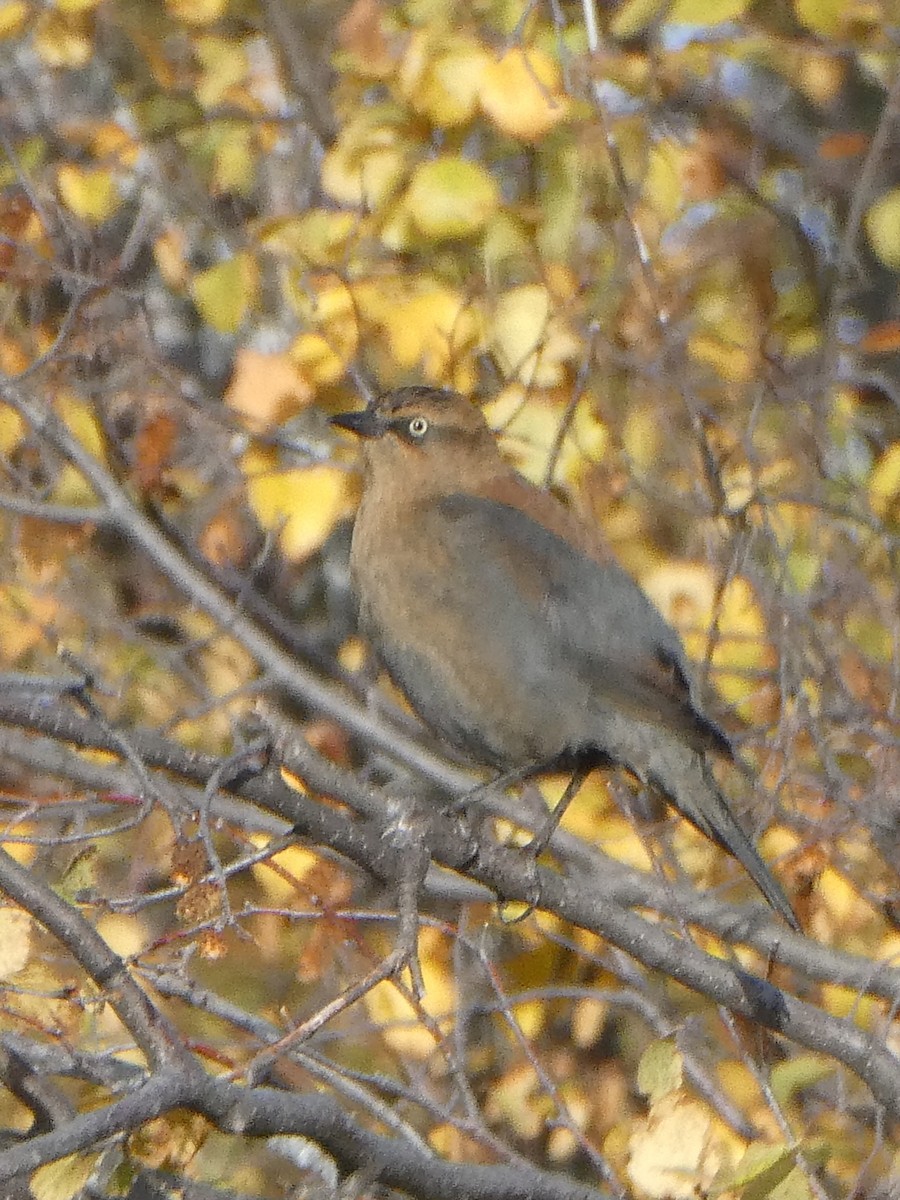Rusty Blackbird - ML643611086