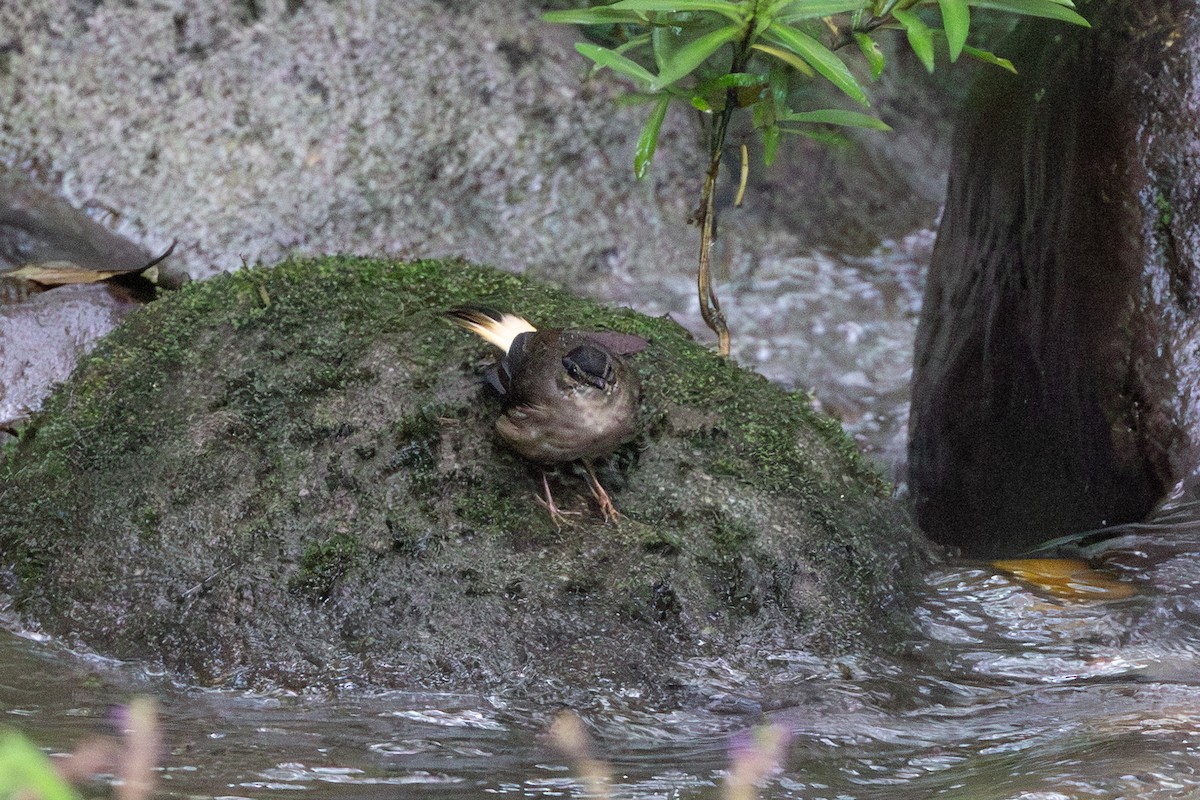 Buff-rumped Warbler - ML643611087