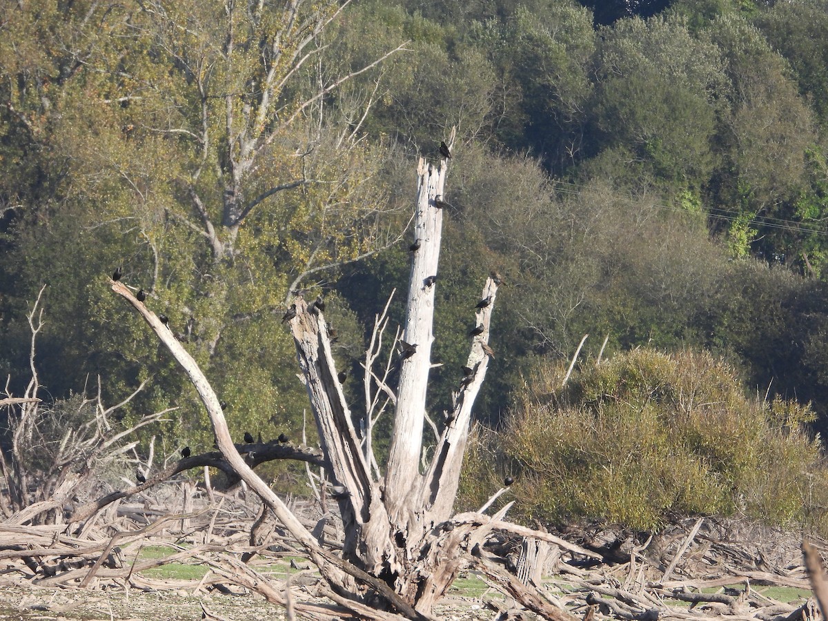 Spotless Starling - ML643611099