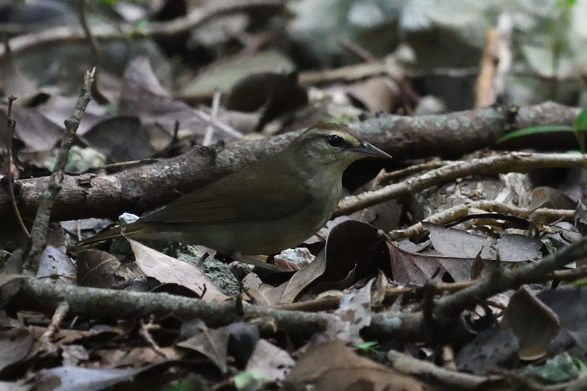 Swainson's Warbler - ML643611104