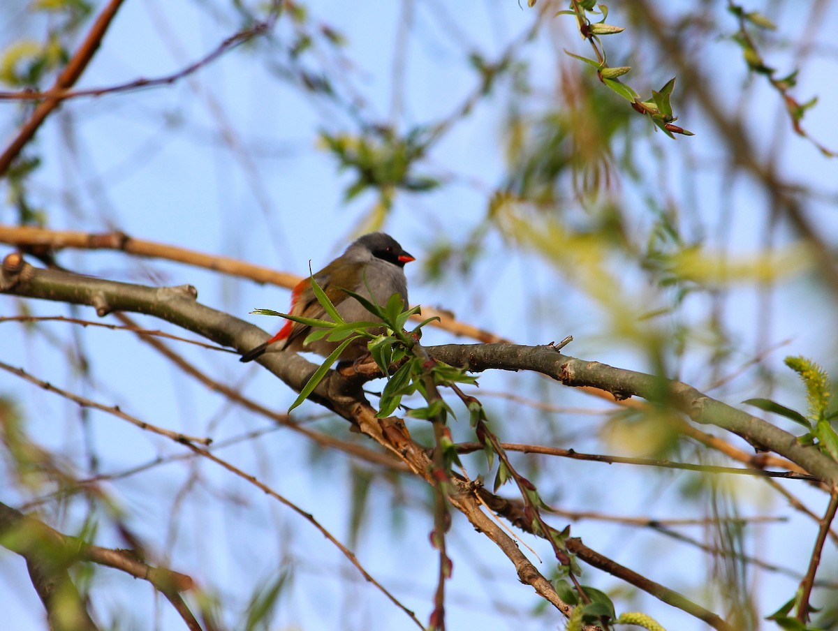 Swee Waxbill - ML643611153