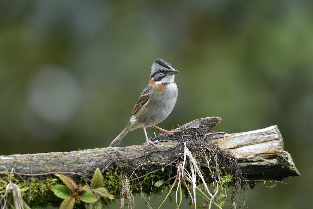 Rufous-collared Sparrow - ML643611171