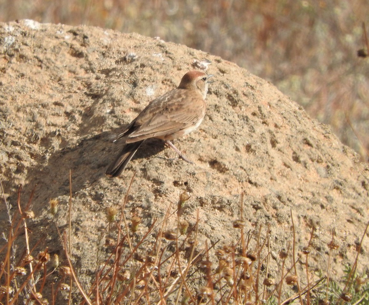 Red-capped Lark - ML643611178