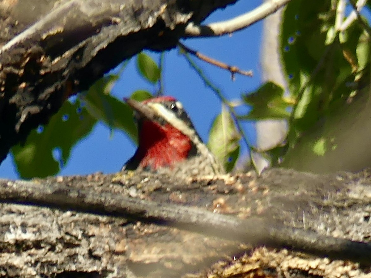 Red-naped Sapsucker - ML643611181
