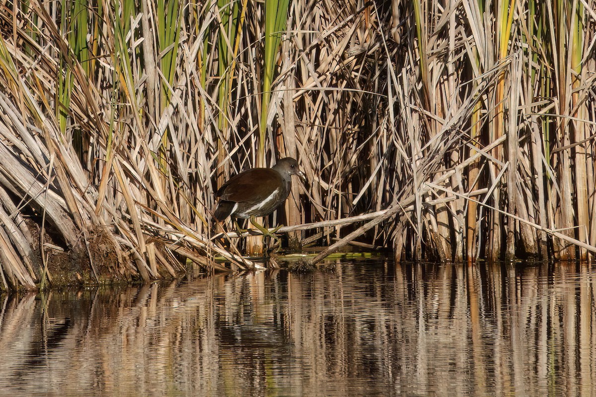 Common Gallinule - ML643611220