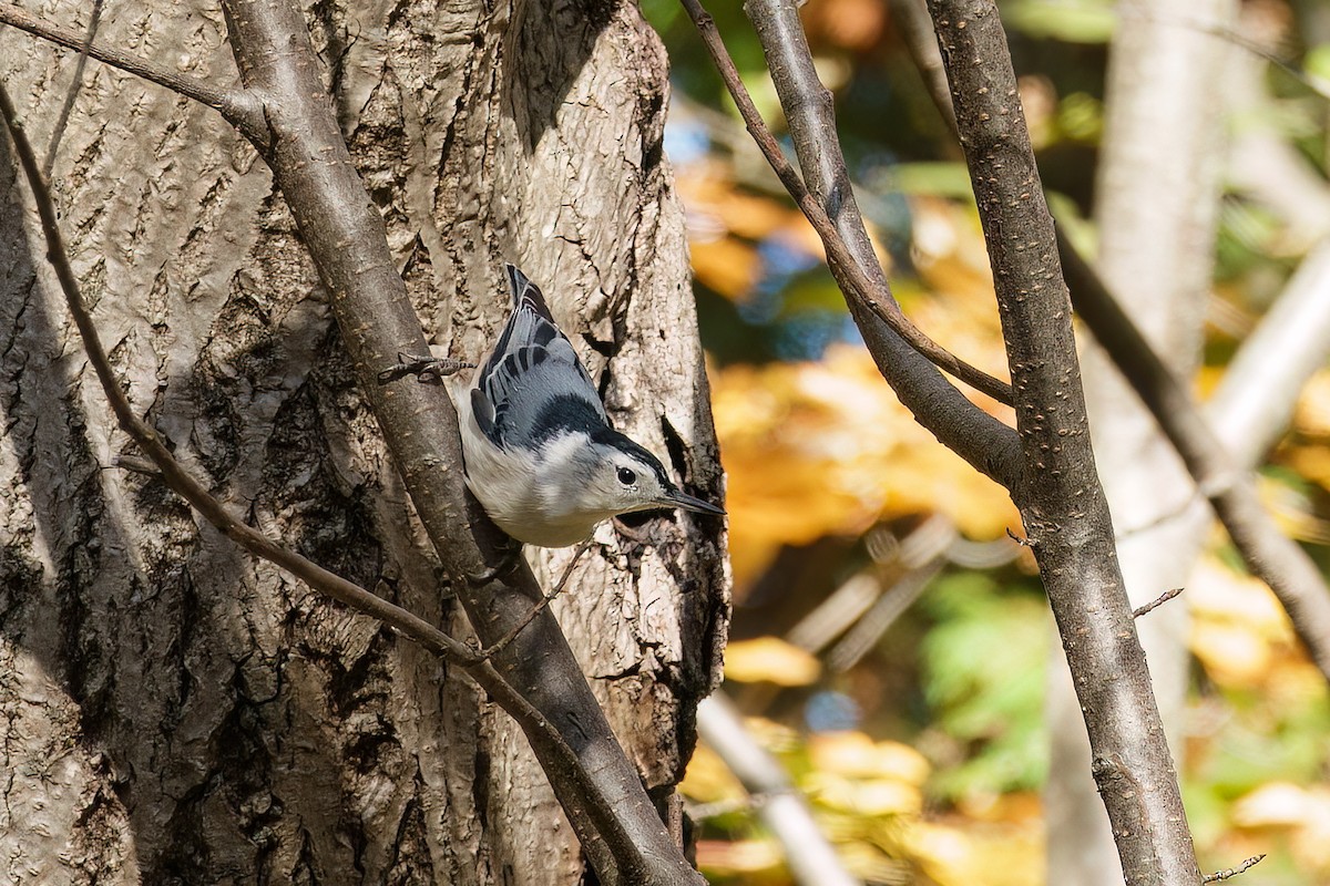 White-breasted Nuthatch - ML643611223