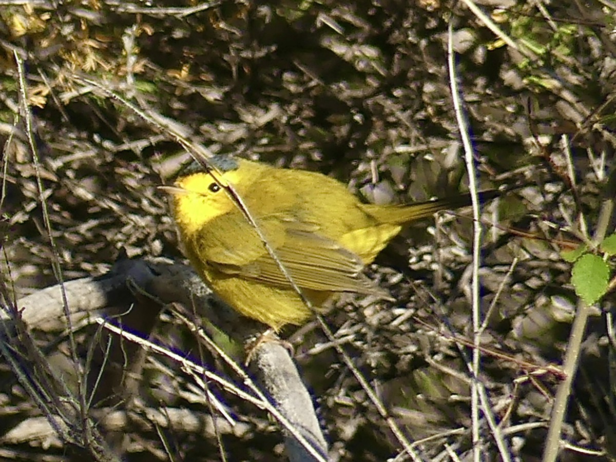 Wilson's Warbler - ML643611225