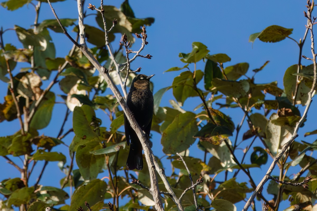 Rusty Blackbird - ML643611226