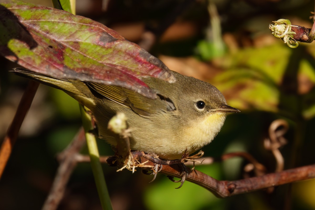 Common Yellowthroat - ML643611228