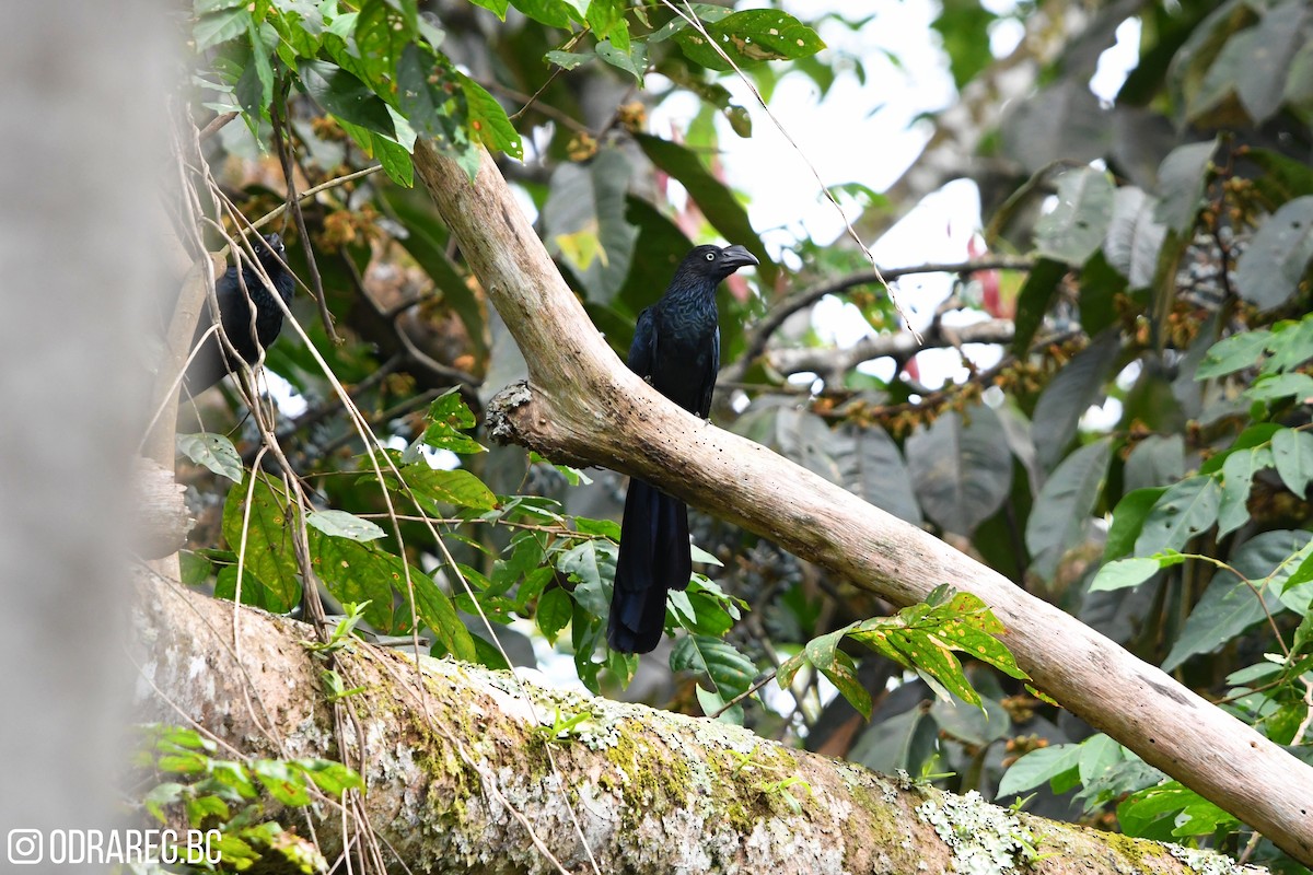 Greater Ani - ML643611243