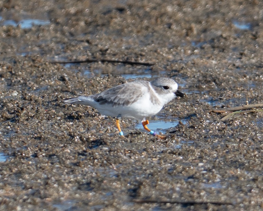 Piping Plover - ML643611247
