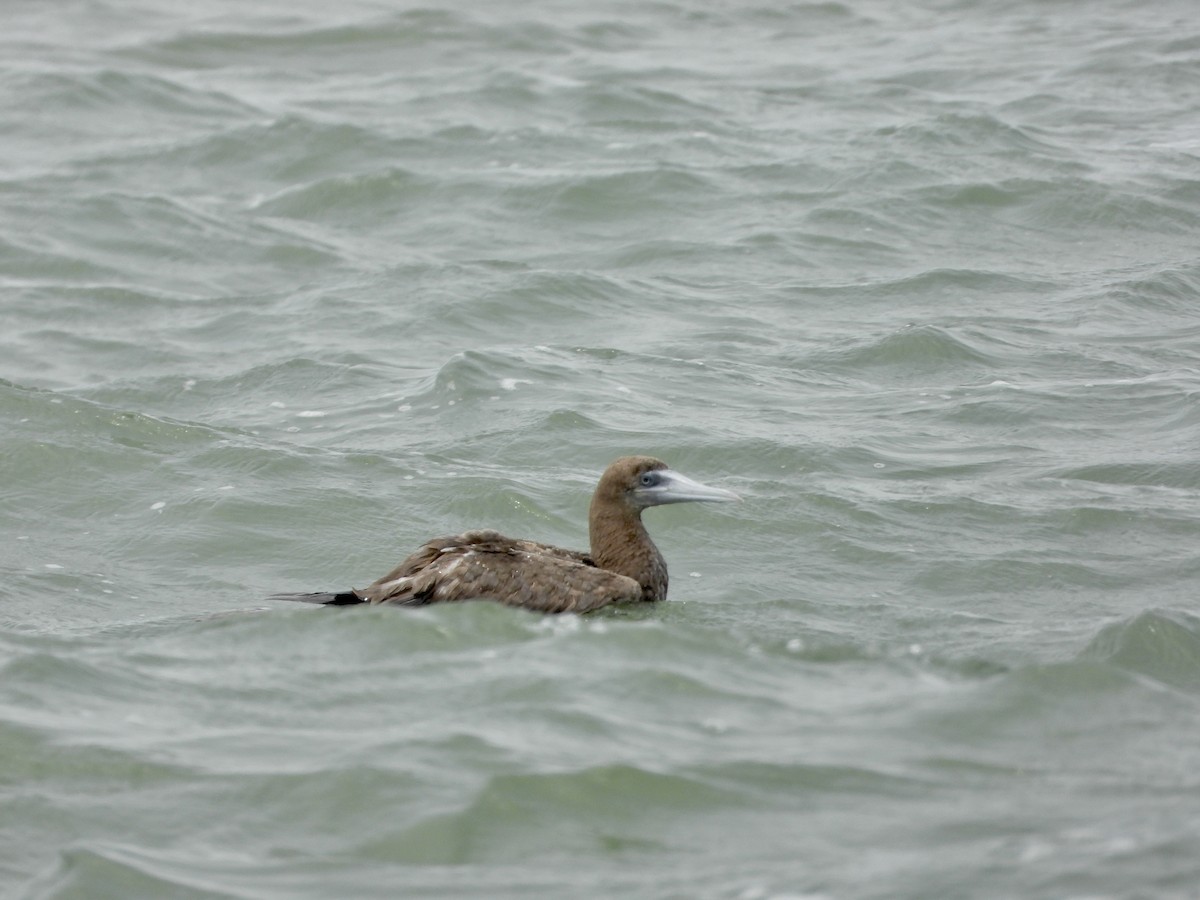 Brown Booby - ML643611249