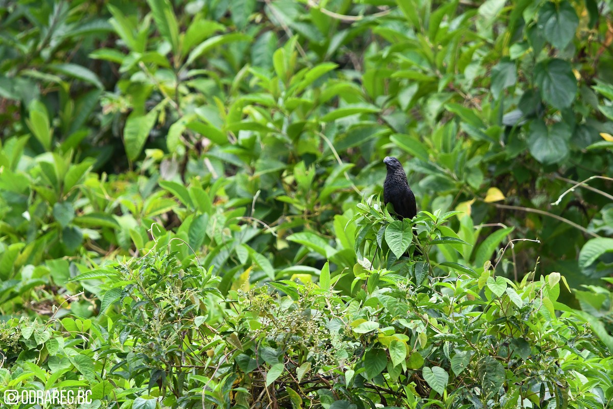 Smooth-billed Ani - ML643611252