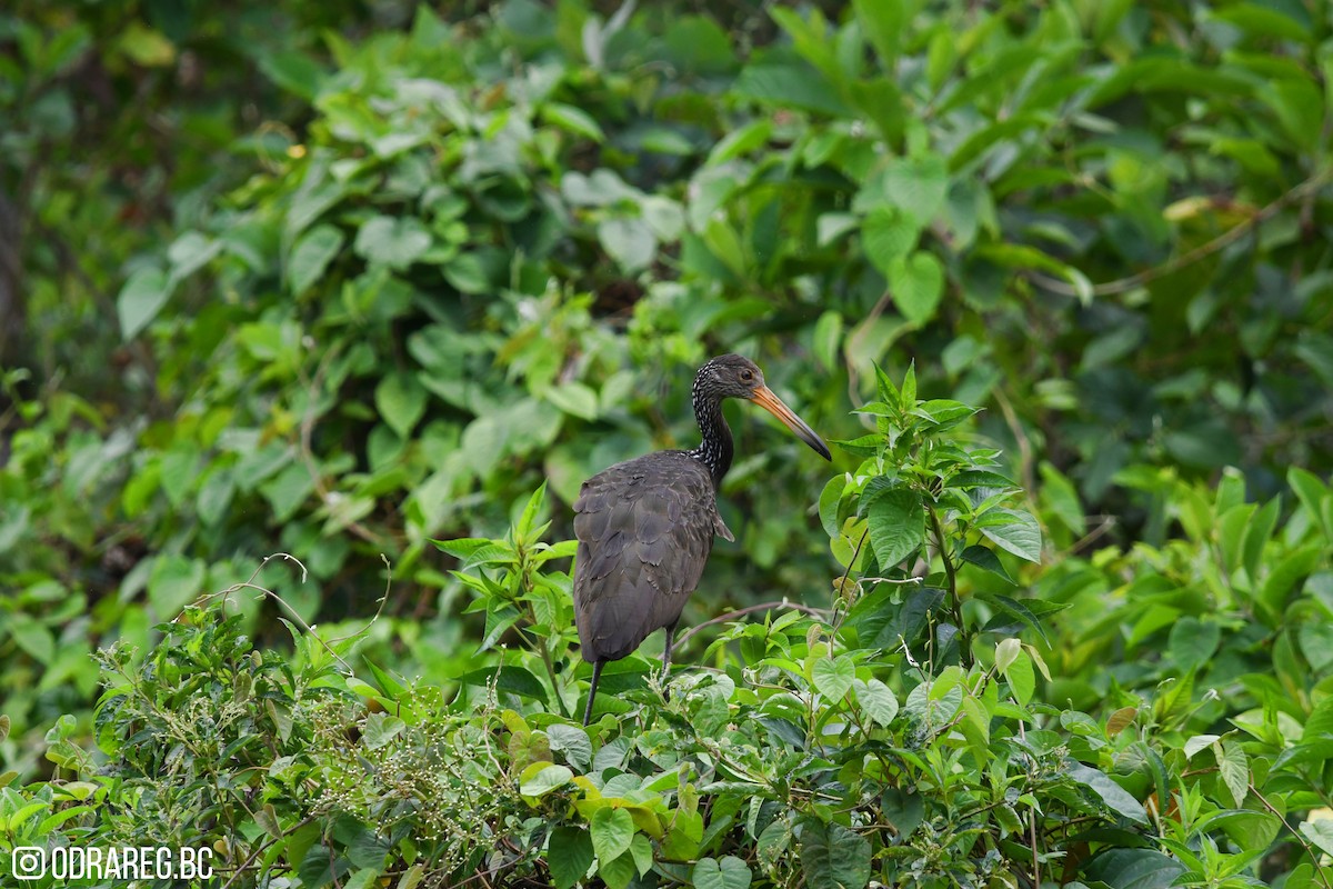 Limpkin - ML643611266