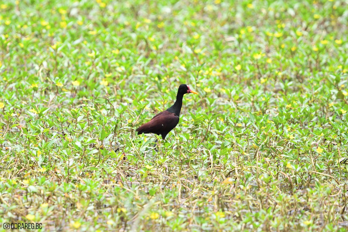 Wattled Jacana - ML643611268