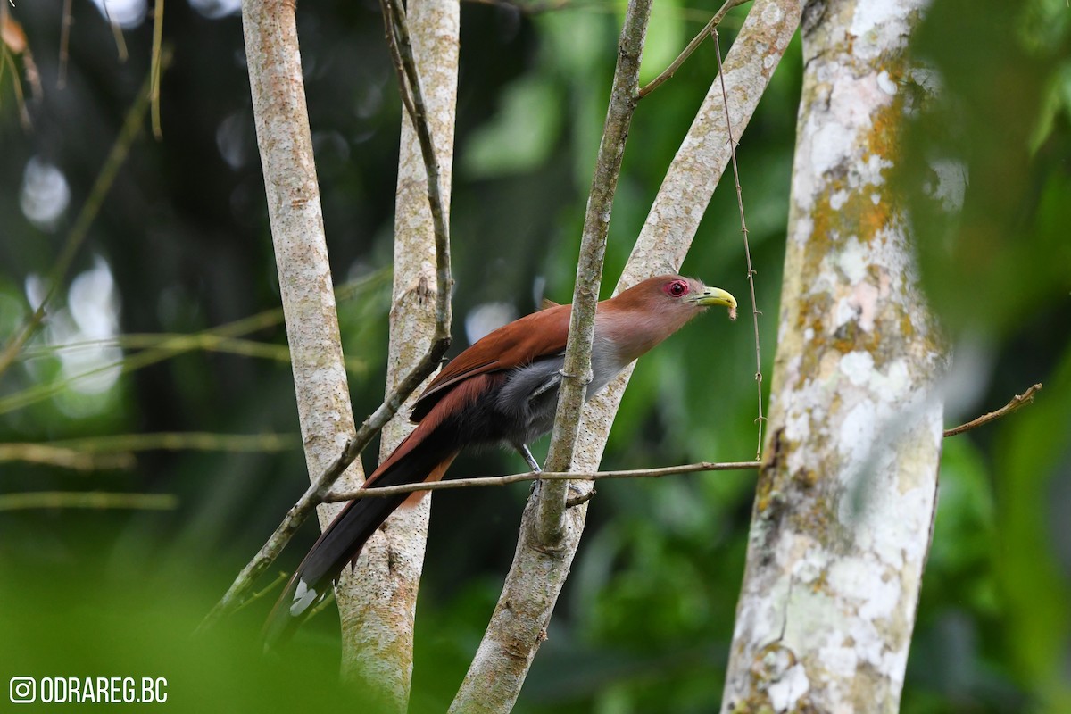 Common Squirrel-Cuckoo - ML643611290