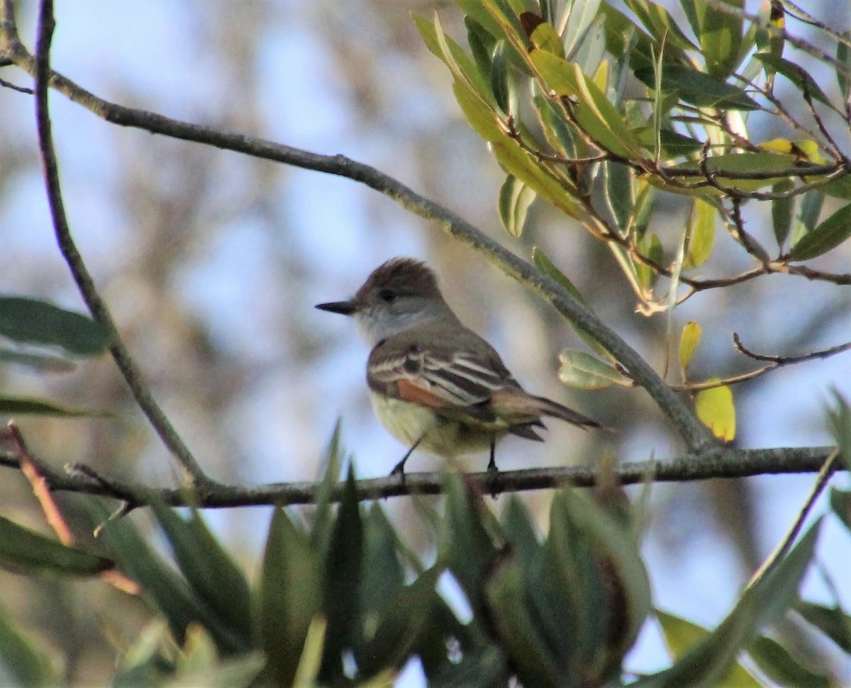Ash-throated Flycatcher - ML643611300