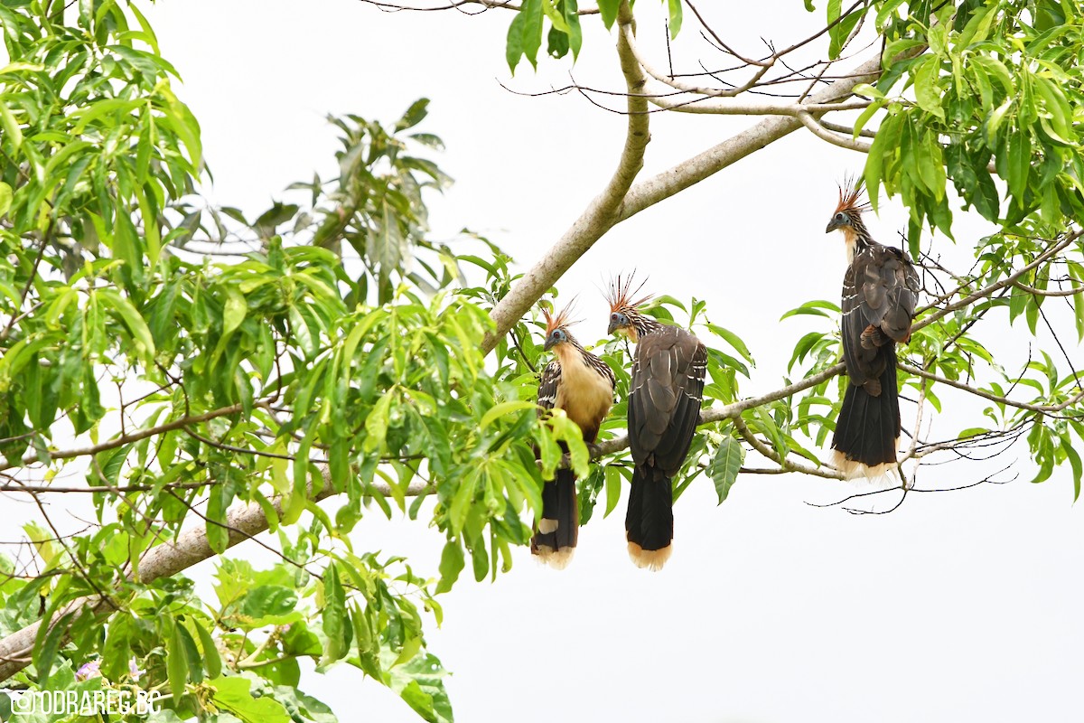 Hoatzin - ML643611306