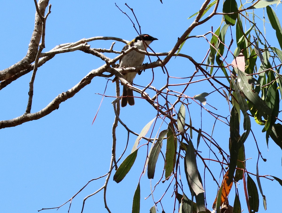 White-naped Honeyeater - ML643611311