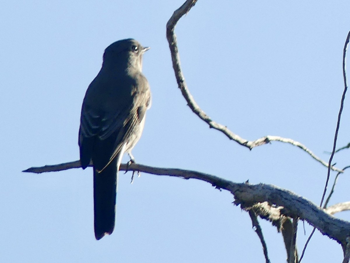 Townsend's Solitaire - ML643611313