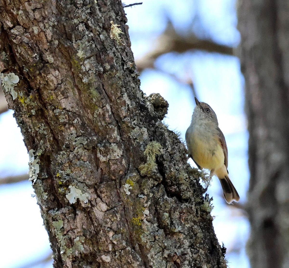 Buff-rumped Thornbill - ML643611321