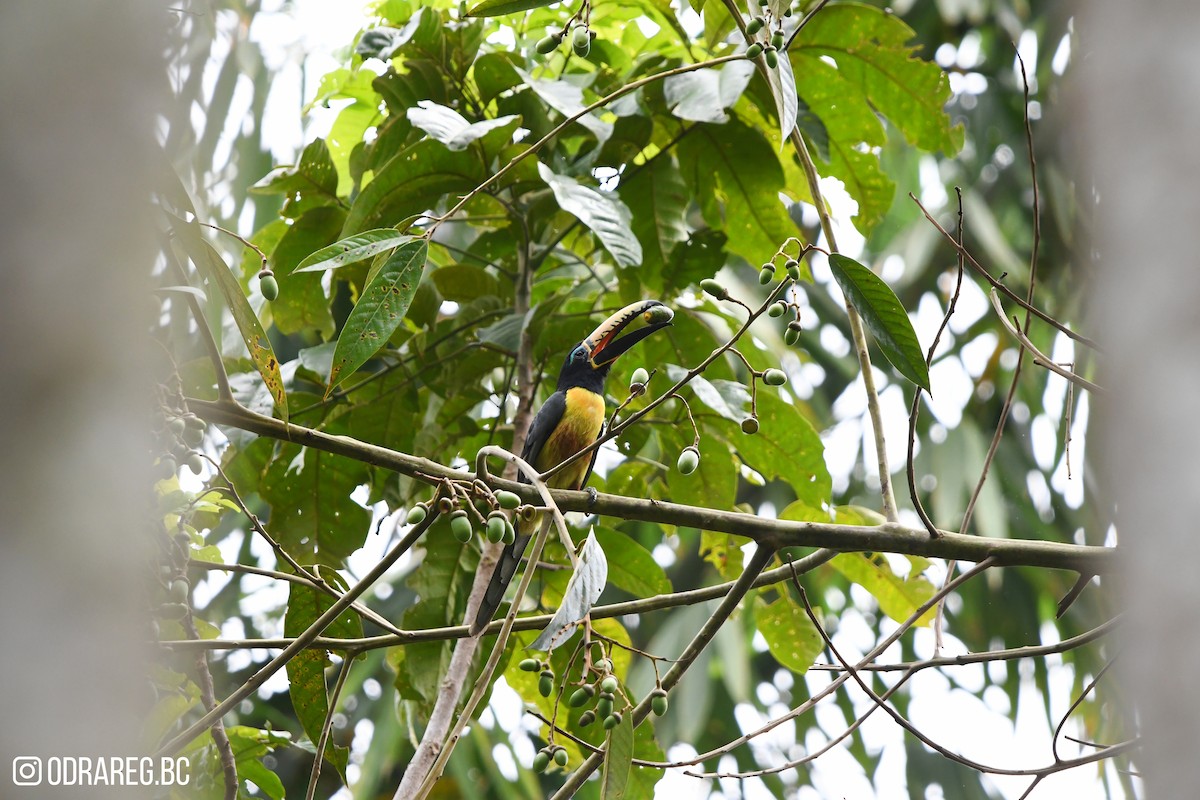 Lettered Aracari - ML643611324